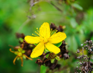 Flower of St. John's wort or tutsan (Hypericum perforatum)