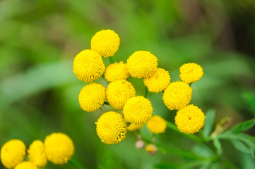 Tanacetum vulgare or tansies