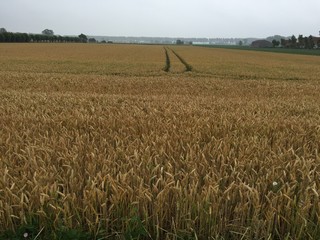 Fields of Gold 01