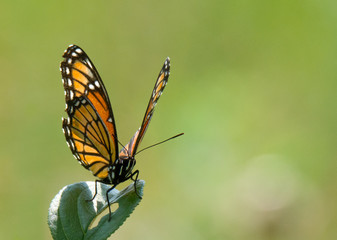 Monarch Butterfly on Plant