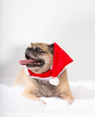 Pug in Christmas hat with tongue out