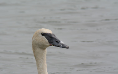 Swan Profile