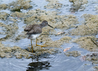 Sandpiper in Marsh