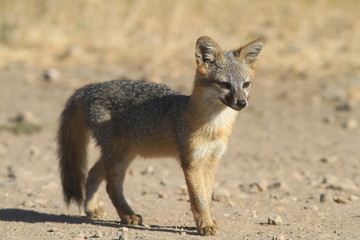 Island Fox Pup, Channel Islands National Park