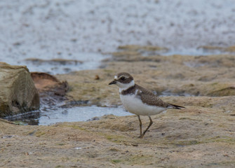 Sandpiper Bird