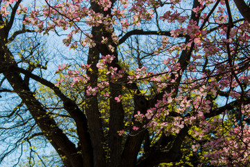 Cherry Blossoms in Washington D.C.