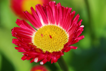 Pink Bellis flower