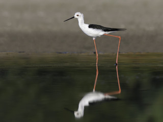 Black-winged Stilt with Reflection