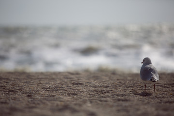 Lonely seagull on the beach
