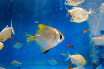 Aquarium swimming in the pool, Pomfret, pretty interesting