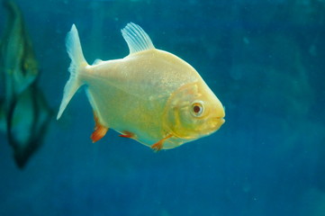 Aquarium swimming in the pool, Pomfret, pretty interesting