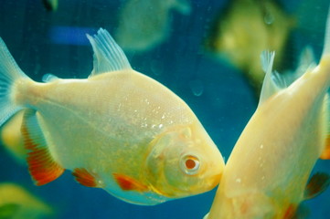 Aquarium swimming in the pool, Pomfret, pretty interesting