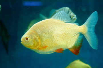 Aquarium swimming in the pool, Pomfret, pretty interesting