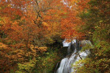 紅葉の姥滝