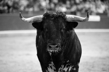 bull