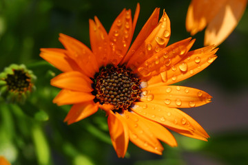 Orange African Daisy
