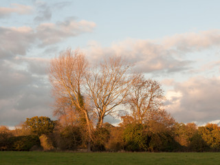 beautiful bare tree in countryside autumn weather sunset sky field