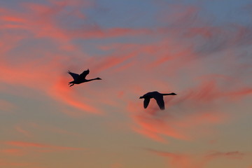 Fototapeta na wymiar 朝焼けと白鳥　Morning glow and swans