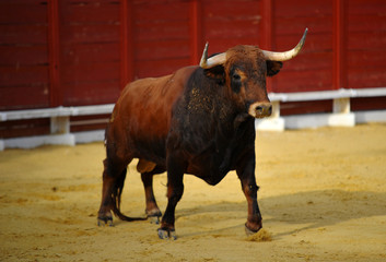 bull