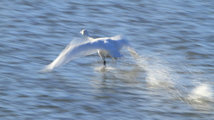 Fototapeta na wymiar 助走する白鳥（16：9）　Swan take off