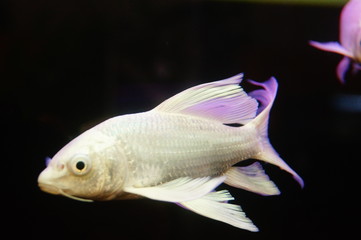 Taiwan Koi swimming in the aquarium pool, pretty interesting