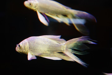 Taiwan Koi swimming in the aquarium pool, pretty interesting