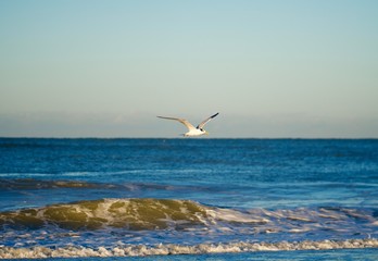 In Flight