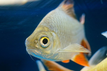 Double line crucian carp swimming in the aquarium pool, interesting and beautiful
