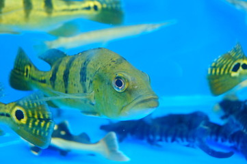 Brazil Ya fish and duck crocodile together in the pool, live together in peace together
