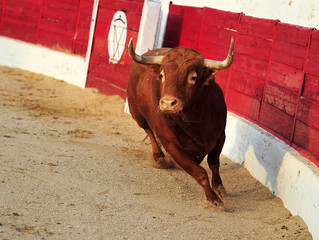 toro