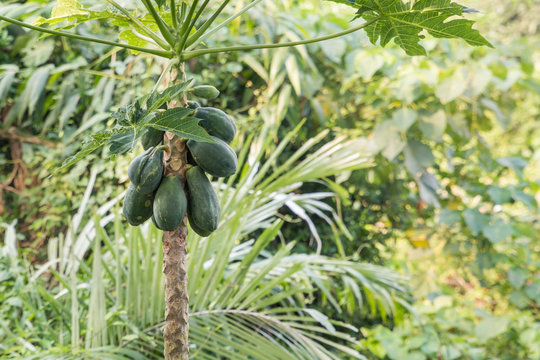 green papaya fruit growing on papaya tree in rainforest
