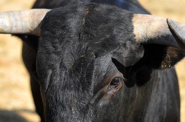 toro