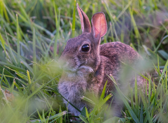 Bunny1