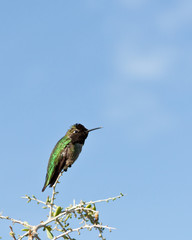 Fototapeta premium Hummingbird perched on top of a branch in profile on a bright sunny day with a single cloud