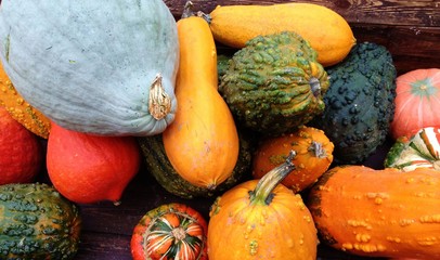Autumn gourd harvest