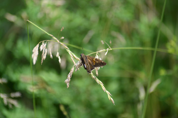 Silver-Spotted Skipper