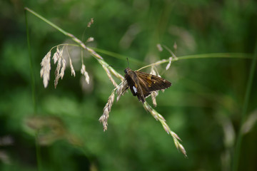 Silver-Spotted Skipper