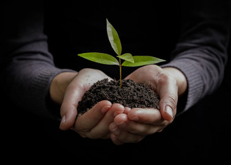 Two hands holding and caring a young green plant / planting tree / growing a tree / love nature /...