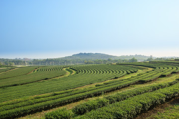 Fototapeta na wymiar Green tea farm with blue sky background