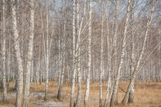 Fototapeta Birches fall. Birch background. Texture of a birch.