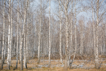 Fototapeta premium Birches fall. Birch background. Texture of a birch.