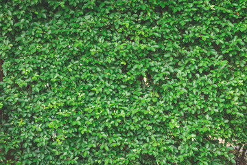 Green leaf wall background texture in the garden