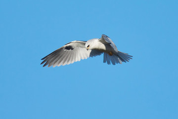 
Very close view of a white-tailed kite about to strike, seen in the wild in North California
