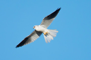 
Very close view of a white-tailed kite about to strike, seen in the wild in North California
