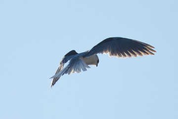 
Very close view of a white-tailed kite about to strike, seen in the wild in North California
