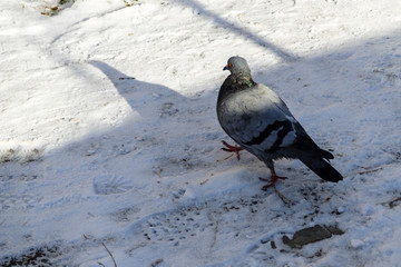 the dove is the snow. Dove with shadow.