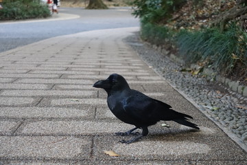 japanese crow