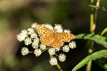 Marsh fritillary (Euphydryas aurinia) butterfly resting