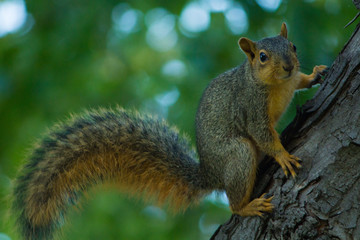 Naklejka na ściany i meble Squirrel with a fluffy tail in a tree