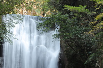 桑の木の滝